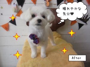 おすましマルチーズ