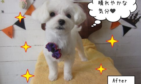 おすましマルチーズ