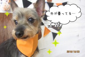 おすましミックス