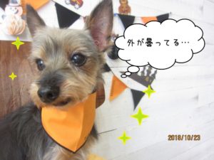 おすましミックス