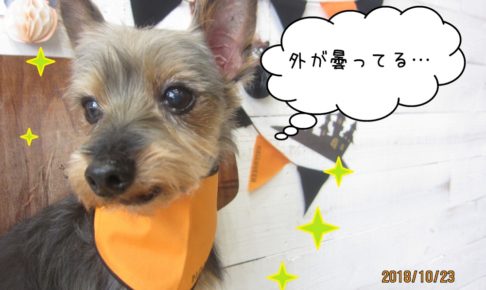 おすましミックス