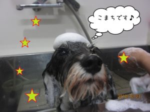 シャンプー中Mシュナ