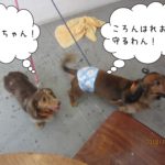 仲良しミニチュアダックス