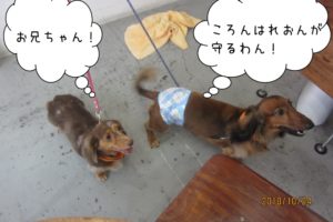 仲良しミニチュアダックス