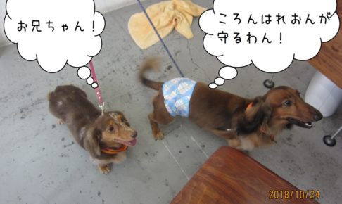 仲良しミニチュアダックス