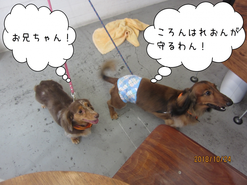 仲良しミニチュアダックス