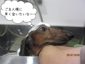 スパ中ミニチュアダックス