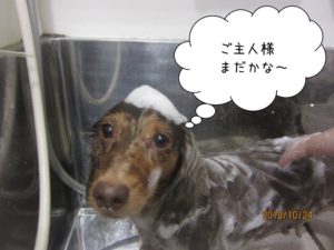 シャンプー中ミニチュアダックス