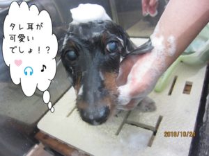 シャンプー中ミニチュアダックス