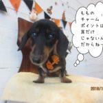 ハロウィンミニチュアダックス