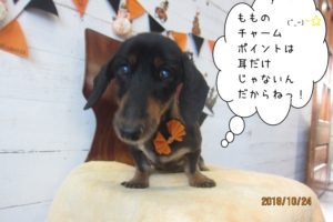 ハロウィンミニチュアダックス