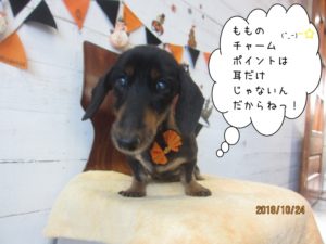 ハロウィンミニチュアダックス