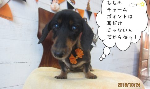 ハロウィンミニチュアダックス