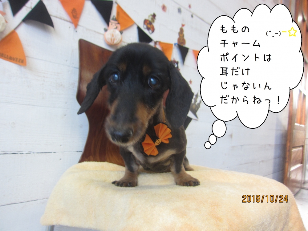 ハロウィンミニチュアダックス