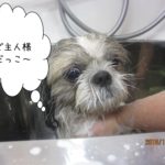 のんびりシーズー