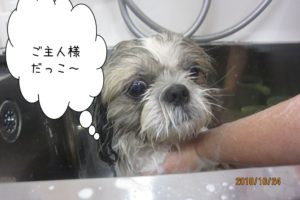 のんびりシーズー