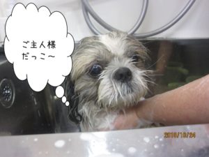 のんびりシーズー