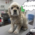 おすましコッカー