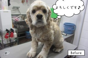 おすましコッカー