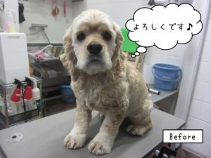 おすましコッカー