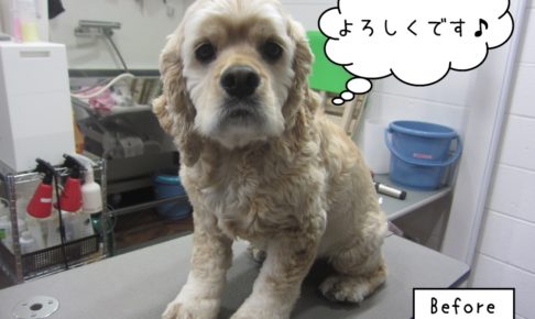 おすましコッカー