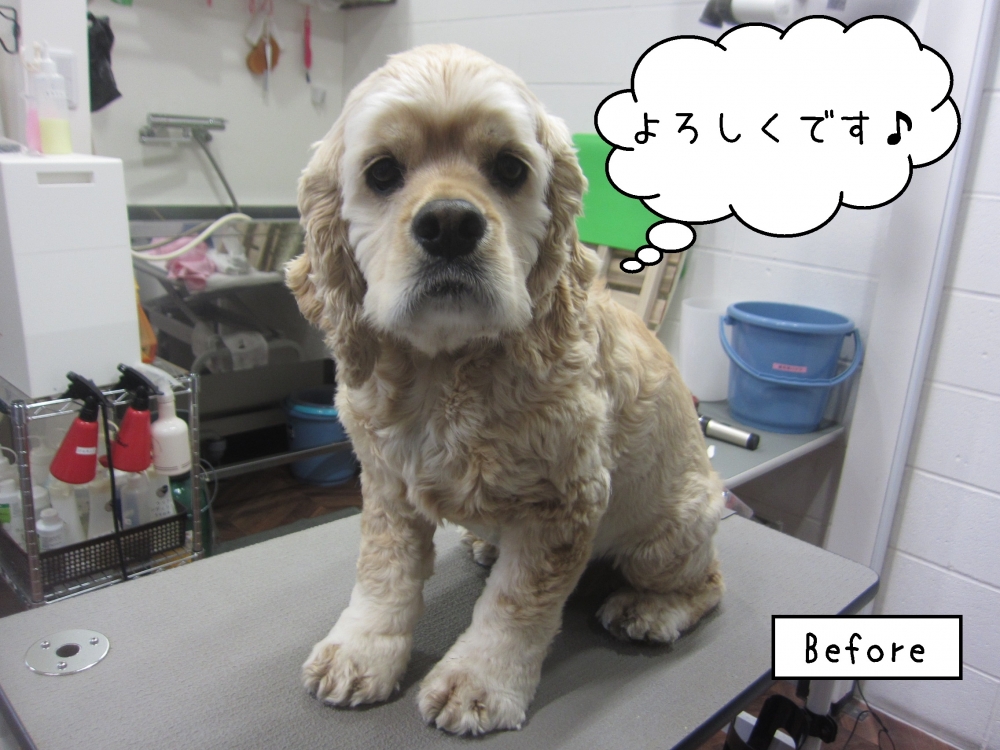 おすましコッカー