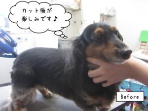 カット前ミニチュアダックス