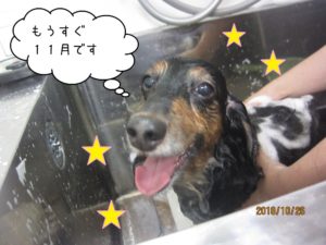 シャンプー中ミニチュアダックス