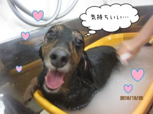 スパ中ミニチュアダックス