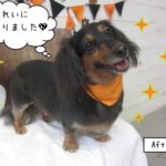 笑顔ハロウィンミニチュアダックス