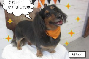 笑顔ハロウィンミニチュアダックス