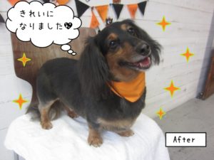 笑顔ハロウィンミニチュアダックス