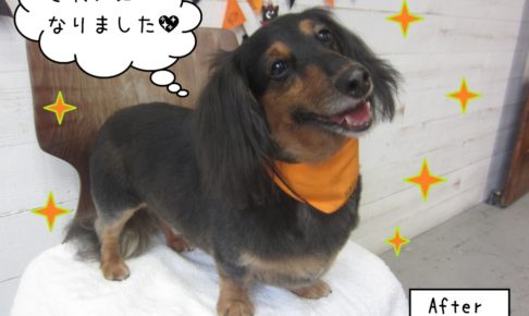 笑顔ハロウィンミニチュアダックス