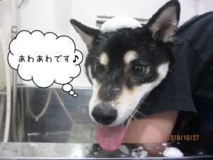 シャンプー中柴犬