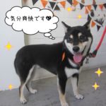 笑顔ハロウィン柴犬