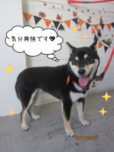 笑顔ハロウィン柴犬