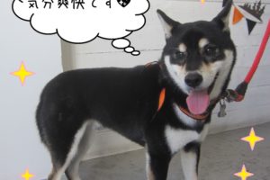 笑顔ハロウィン柴犬