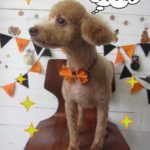 ハロウィントイプードル