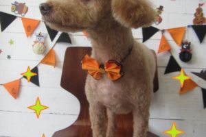 ハロウィントイプードル