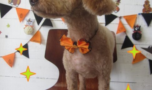 ハロウィントイプードル