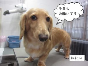 カット前ミニチュアダックス