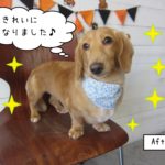 おすましミニチュアダックス