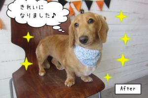 おすましミニチュアダックス