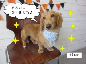 おすましミニチュアダックス