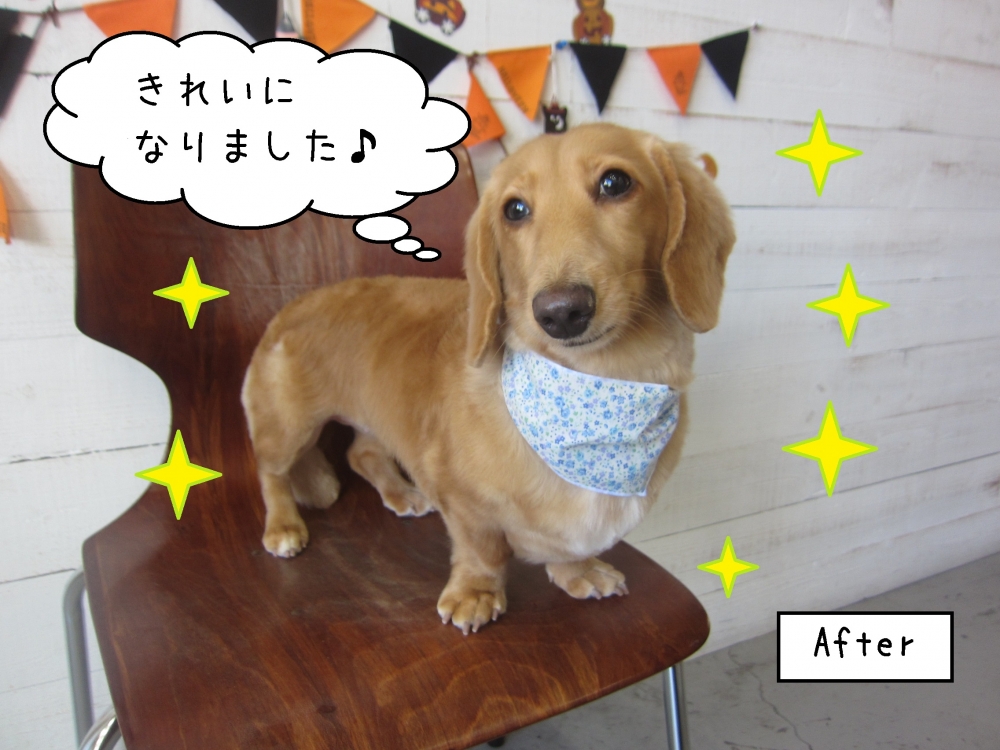 おすましミニチュアダックス