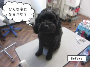 カット前トイプードル