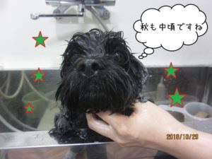 シャンプー中トイプードル