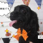 笑顔ハロウィンミックス