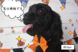 笑顔ハロウィンミックス