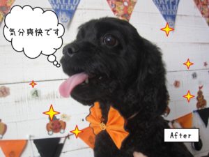 笑顔ハロウィンミックス